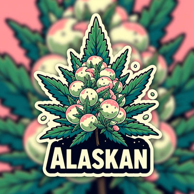 Alaskan Hybrid - Popcorn Buds Cannabis 3g | Dis-can Johannesburg - Image 1