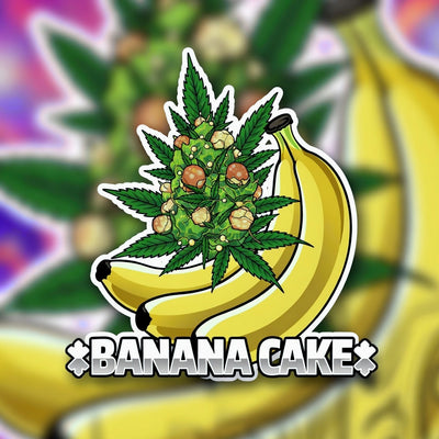 Banana Cream Cake Hybrid - Indoor AAA Cannabis 20g | Dis-can Johannesburg - Image 1