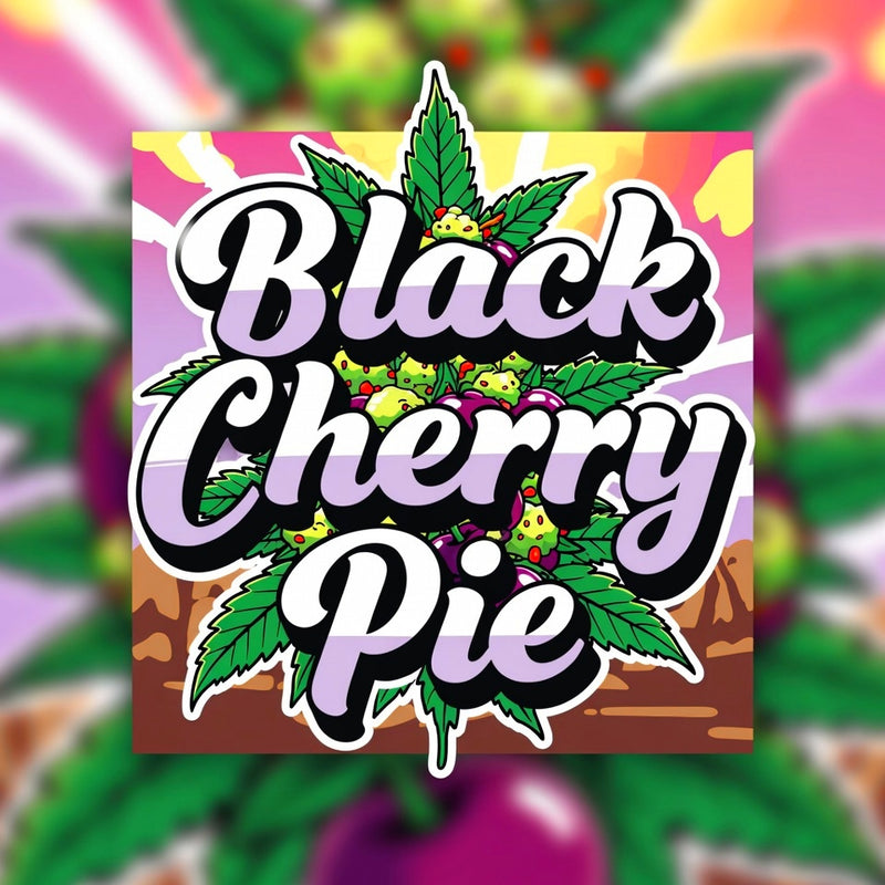 Black Cherry Hybrid - Indoor AAA Cannabis 1g | Dis-can Johannesburg - Image 1