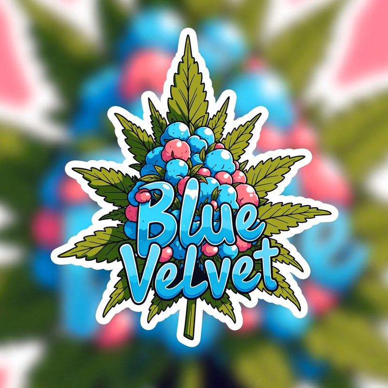 Blue Velvet Hybrid - Indoor AAA Cannabis 20g | Dis-can Johannesburg - Image 1