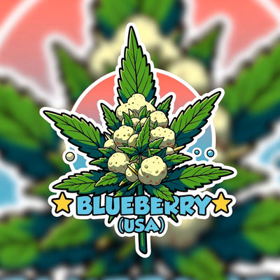 Blueberry (USA) Hybrid - Indoor AAA Cannabis 10g | Dis-can Johannesburg - Image 1