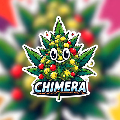 Chimera Hybrid - Indoor AAA Cannabis 20g | Dis-can Johannesburg - Image 1