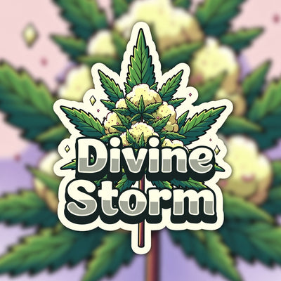 Divine Storm Hybrid - Indoor AAA Cannabis 20g | Dis-can Johannesburg