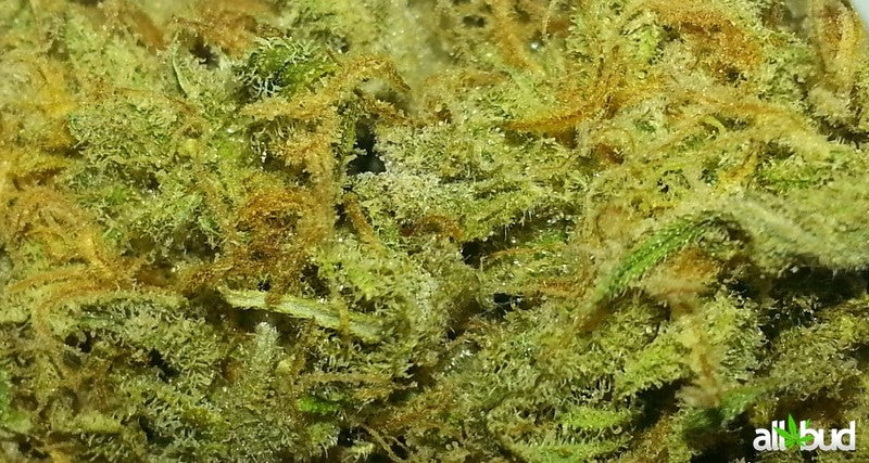 AK-47 Sativa - Greenhouse Cannabis 10g | Johannesburg | Dis-can - image 3