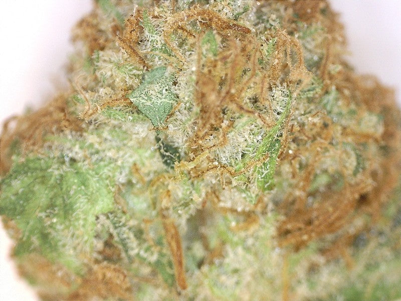 AK-47 Sativa - Greenhouse Cannabis 10g | Johannesburg | Dis-can - image 8