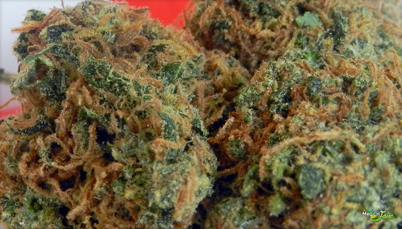 AK-47 Sativa - Greenhouse Cannabis 10g | Johannesburg | Dis-can - image 12