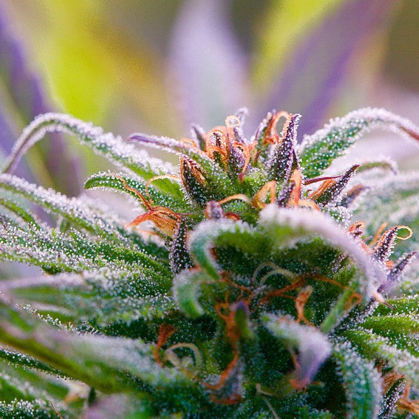 AK-47 Sativa - Greenhouse Cannabis 10g | Johannesburg | Dis-can - image 10
