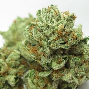 AK-47 Sativa - Greenhouse Cannabis 10g | Johannesburg | Dis-can - image 31