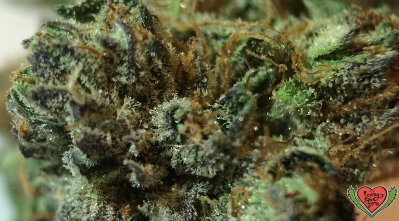 AK-47 Sativa - Greenhouse Cannabis 10g | Johannesburg | Dis-can - image 13