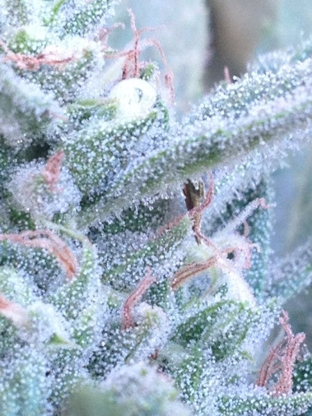 Alien Cookies Hybrid - Tunnel Cannabis 3g | Dis-can Johannesburg - image 4
