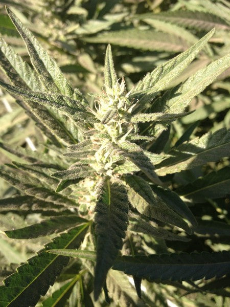 Alien Cookies Hybrid - Tunnel Cannabis 3g | Dis-can Johannesburg - image 5