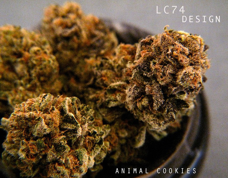 Animal Cookies Hybrid - Indoor AAA Cannabis 20g | Dis-can Johannesburg - image 2