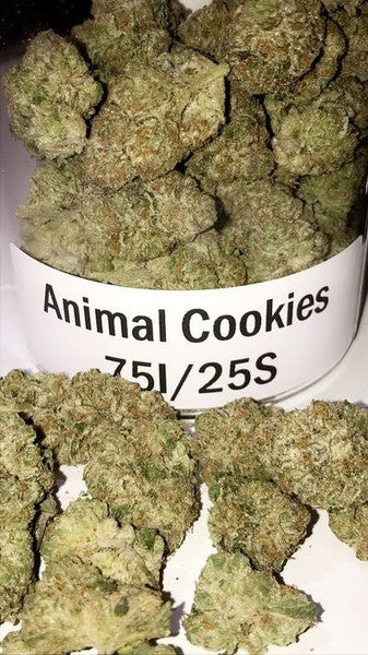 Animal Cookies Hybrid - Indoor AAA Cannabis 20g | Dis-can Johannesburg - image 5