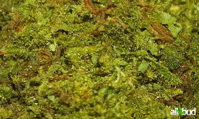 Blue Cheese Hybrid - Indoor Premium Cannabis 3g | Dis-can Johannesburg - image 1