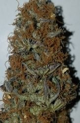 Blue Cheese Hybrid - Indoor Premium Cannabis 3g | Dis-can Johannesburg