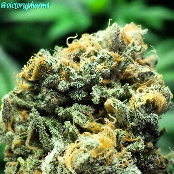 Blue Dream Hybrid - Indoor AAA Cannabis 5g | Dis-can Johannesburg
