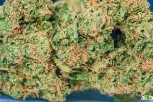 Blue Dream Hybrid - Indoor AAA Cannabis 5g | Dis-can Johannesburg