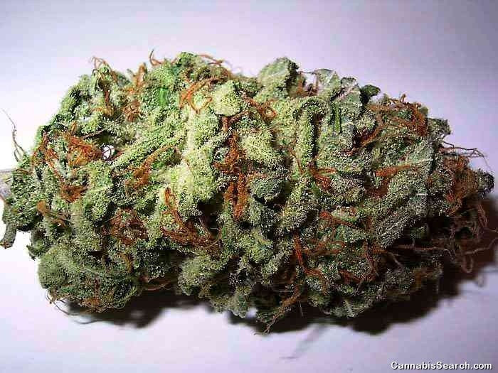 Blue Dream Hybrid - Indoor AAA Cannabis 5g | Dis-can Johannesburg - image 20