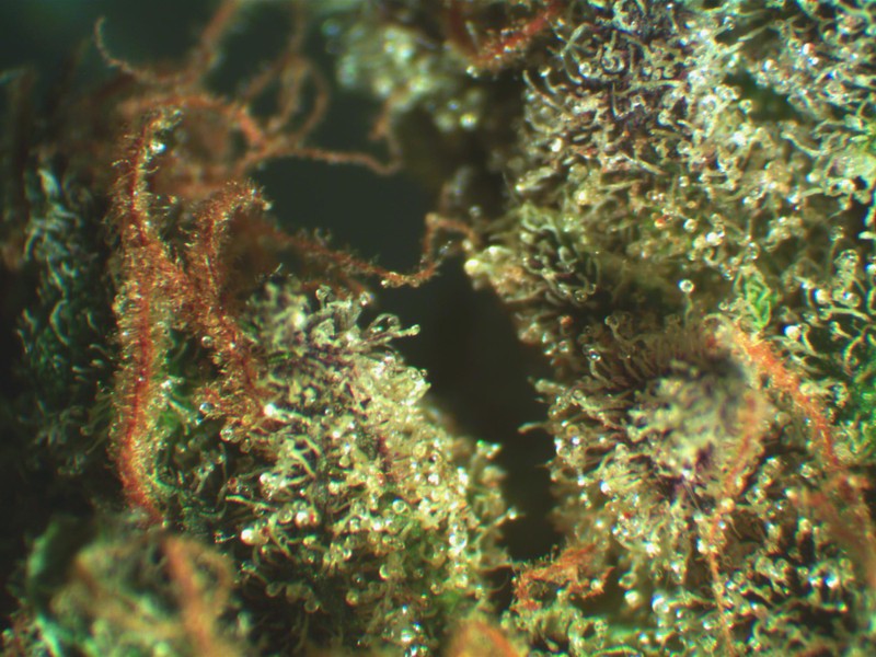 Blue Dream Hybrid - Indoor AAA Cannabis 5g | Dis-can Johannesburg - image 22