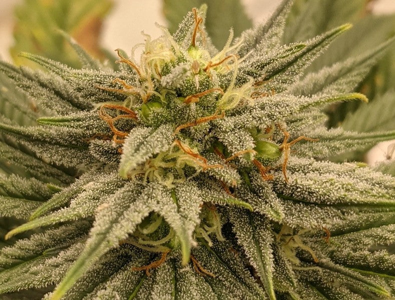 Blue Velvet Hybrid - Indoor AAA Cannabis 20g | Dis-can Johannesburg - image 1