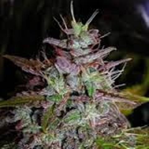 Blue Velvet Hybrid - Indoor AAA Cannabis 20g | Dis-can Johannesburg - image 2