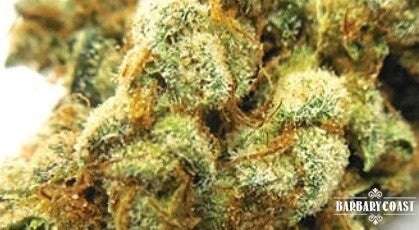 Bruce Banner Hybrid - Tunnel Cannabis 1g | Dis-can Johannesburg - image 1