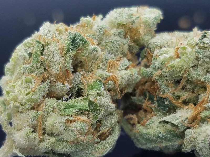 Bruce Banner Hybrid - Tunnel Cannabis 1g | Dis-can Johannesburg - image 9