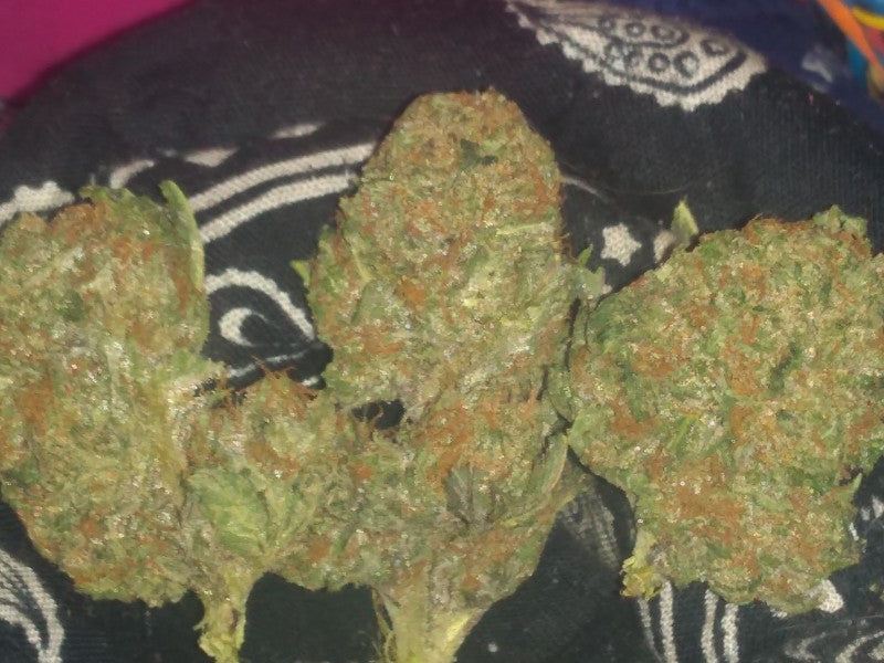 Bruce Banner Hybrid - Tunnel Cannabis 1g | Dis-can Johannesburg