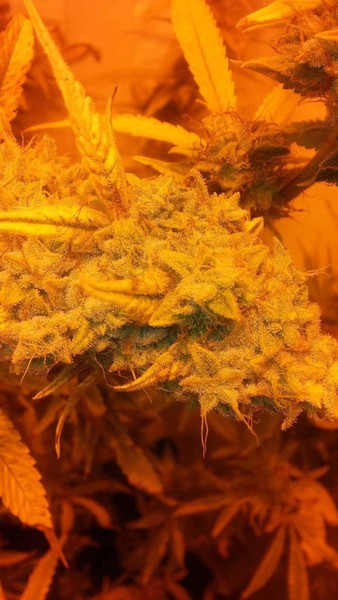 Bruce Banner Hybrid - Tunnel Cannabis 1g | Dis-can Johannesburg - image 20