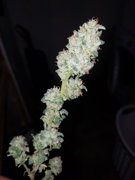 Bruce Banner Hybrid - Tunnel Cannabis 1g | Dis-can Johannesburg