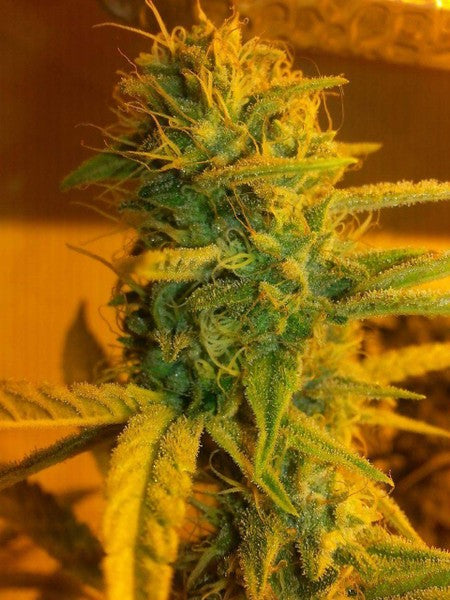 Bruce Banner Hybrid - Tunnel Cannabis 1g | Dis-can Johannesburg