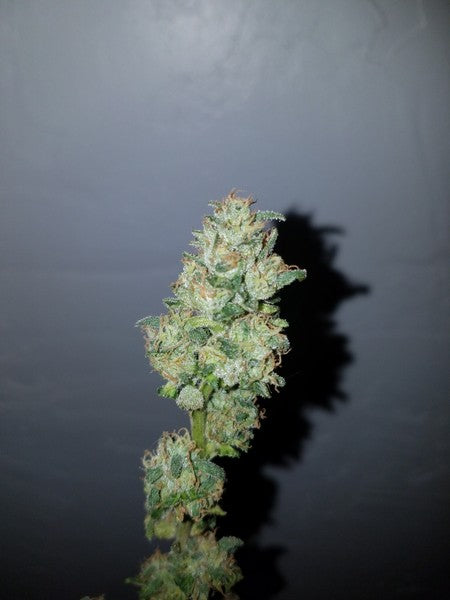 Bruce Banner Hybrid - Tunnel Cannabis 1g | Dis-can Johannesburg - image 28