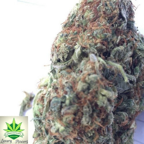 Bruce Banner Hybrid - Tunnel Cannabis 1g | Dis-can Johannesburg - image 30