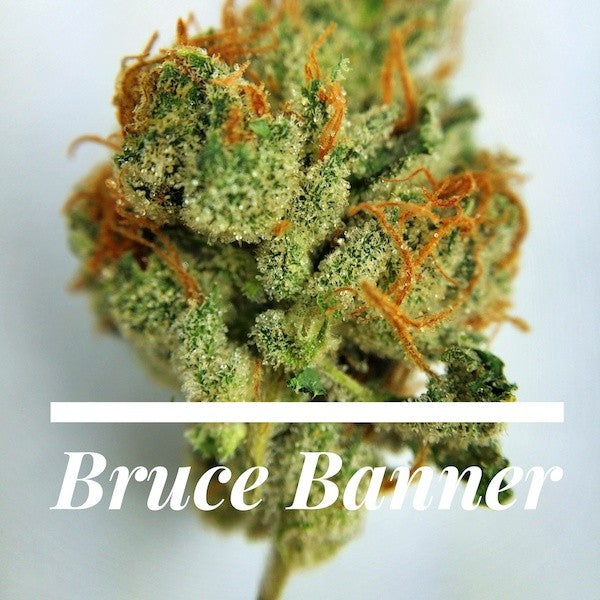 Bruce Banner Hybrid - Tunnel Cannabis 1g | Dis-can Johannesburg - image 31