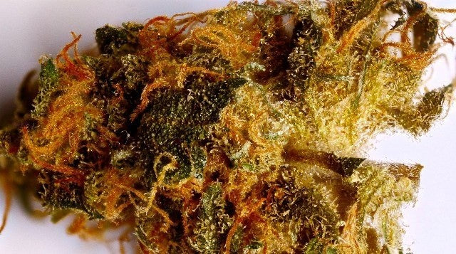 Cali Orange Hybrid - Indoor AAA Cannabis 5g | Dis-can Johannesburg