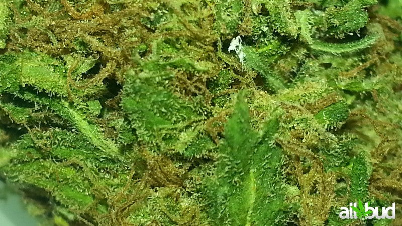 Candy Cheese Hybrid - Indoor Premium Cannabis 3g | Dis-can Johannesburg - image 1