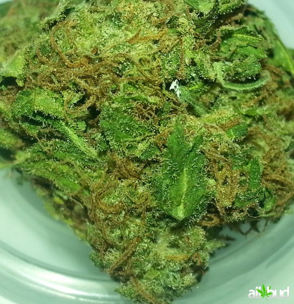 Candy Cheese Hybrid - Indoor Premium Cannabis 3g | Dis-can Johannesburg - image 3