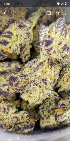 Chimera Hybrid - Indoor AAA Cannabis 20g | Dis-can Johannesburg - image 3