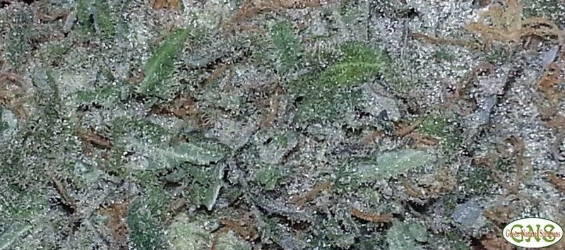 Cinderella 99 Sativa - Indoor AAA Cannabis 1g | Johannesburg | Dis-can