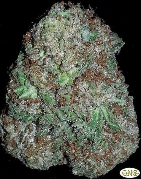Cinderella 99 Sativa - Indoor AAA Cannabis 1g | Johannesburg | Dis-can