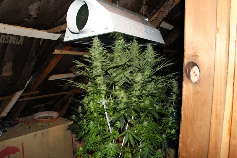 Cinderella 99 Sativa - Indoor AAA Cannabis 1g | Johannesburg | Dis-can
