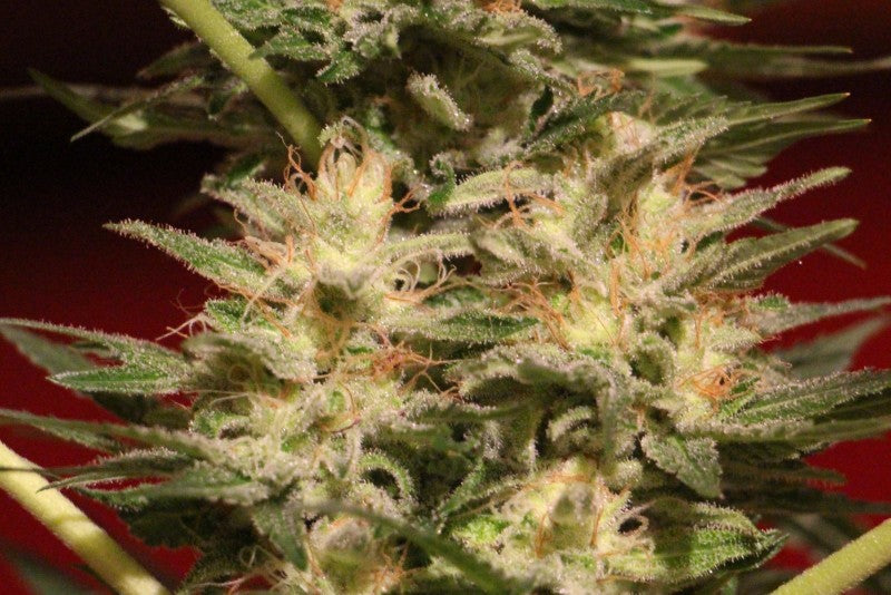 Cinderella 99 Sativa - Indoor AAA Cannabis 1g | Johannesburg | Dis-can - image 7