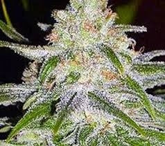Cinderella 99 Sativa - Indoor AAA Cannabis 1g | Johannesburg | Dis-can - image 10