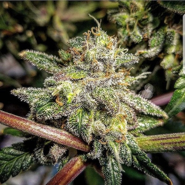 Cinderella 99 Sativa - Indoor AAA Cannabis 1g | Johannesburg | Dis-can - image 12