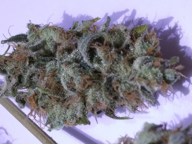 Cinderella 99 Sativa - Indoor AAA Cannabis 1g | Johannesburg | Dis-can - image 13