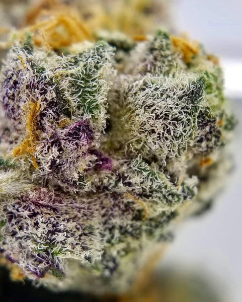 Cookies & Cream Hybrid - Popcorn Buds Cannabis 3g | Dis-can Johannesburg - image 3