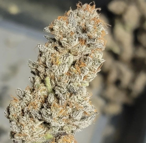 Cookies & Cream Hybrid - Popcorn Buds Cannabis 3g | Dis-can Johannesburg - image 8