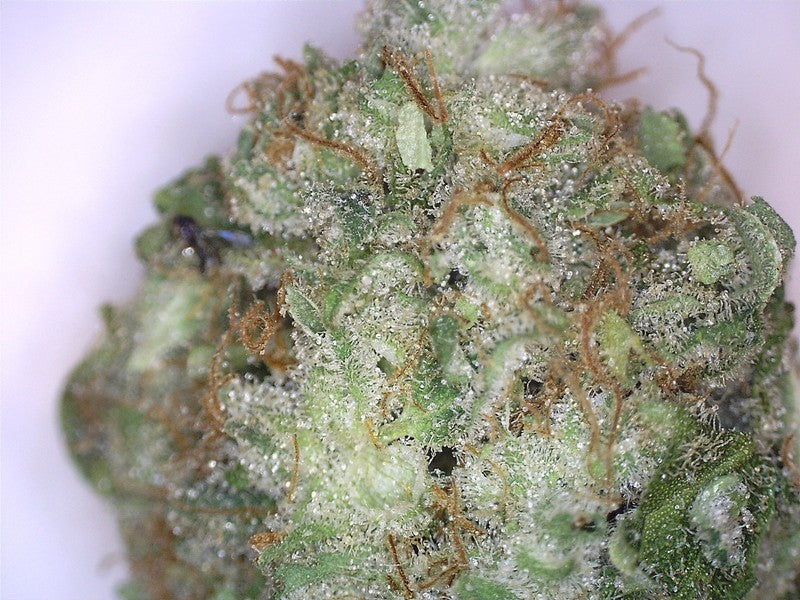 Critical Cheese Hybrid - Tunnel Cannabis 1g | Dis-can Johannesburg - image 3