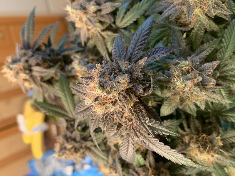 Cupcakes Hybrid - Indoor AAA Cannabis 5g | Dis-can Johannesburg