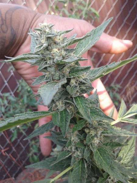 Do-Si-Dos Hybrid - Popcorn Buds Cannabis 3g | Dis-can Johannesburg - image 22